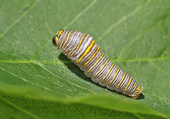 Caterpillar on Pawpaw tree